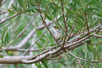 Silvereye