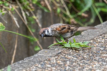 Eurasian Tree Sparrow 石ケ谷公園 Wed, 8/11/2021