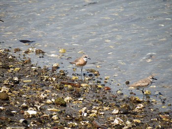 Siberian Sand Plover 平潟湾 Sat, 8/28/2021