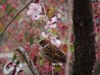 スズメ 京都 賀茂川沿い 2017年4月10日(月)