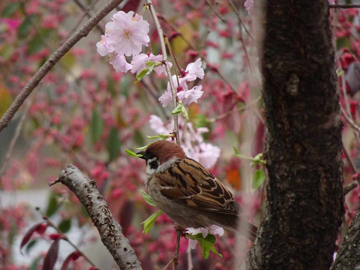 葉っぱも、旨い？ by falcon