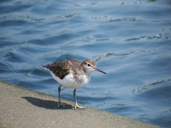 Common Sandpiper 鷹取川 Sat, 8/28/2021