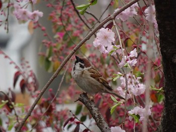 スズメ 京都 賀茂川沿い 2017年4月10日(月)