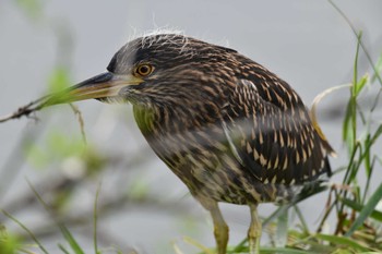 Black-crowned Night Heron 函館市松倉川 Sat, 8/28/2021