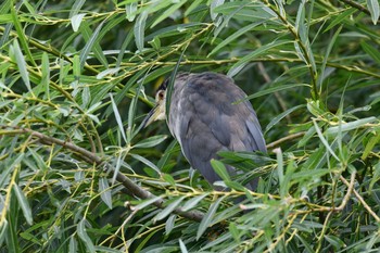 Black-crowned Night Heron 函館市松倉川 Sat, 8/28/2021