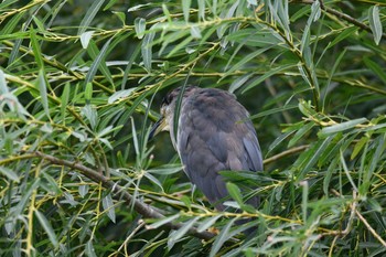 Black-crowned Night Heron 函館市松倉川 Sat, 8/28/2021