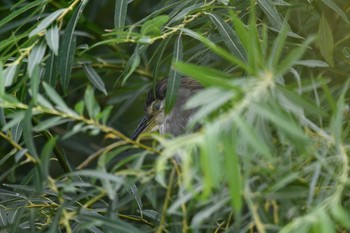 Black-crowned Night Heron 函館市松倉川 Sat, 8/28/2021