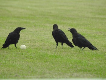 Carrion Crow 吉野川河口 Wed, 9/16/2020