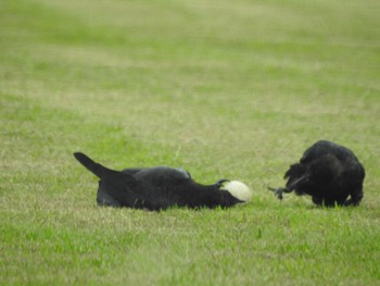 Carrion Crow 吉野川河口 Wed, 9/16/2020