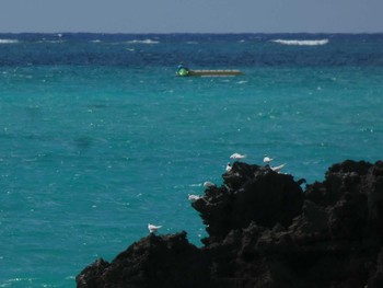 Black-naped Tern Yoron Island Fri, 8/27/2021