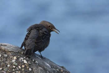 Blue Rock Thrush 大阪湾岸 Sat, 8/28/2021