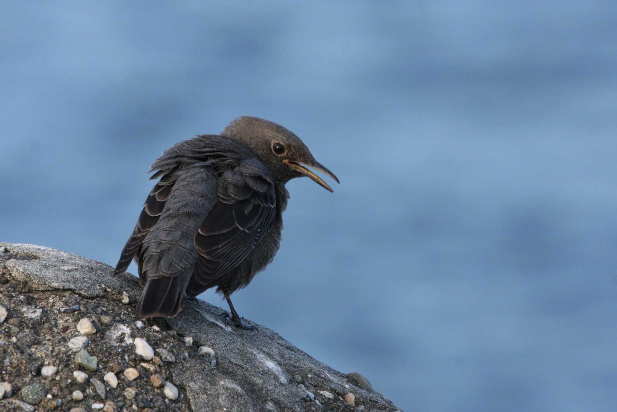 Photo of Blue Rock Thrush at 大阪湾岸 by トビトチヌ