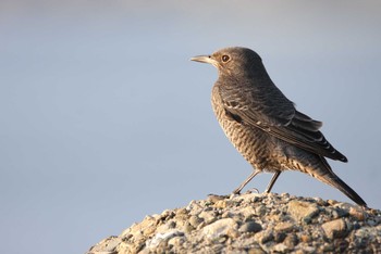 Blue Rock Thrush 石津の海岸 Sat, 8/28/2021