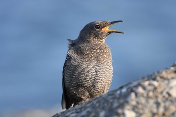 Blue Rock Thrush 石津の海岸 Sat, 8/28/2021