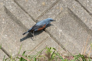 イソヒヨドリ 兵庫県明石市 2017年4月1日(土)