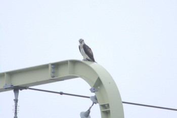 2021年8月28日(土) 多摩川二ヶ領宿河原堰の野鳥観察記録