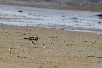 キョウジョシギ 五主海岸 2021年8月9日(月)