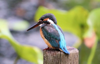 カワセミ 薬師池公園 2021年8月28日(土)