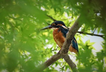 カワセミ 薬師池公園 2021年8月28日(土)