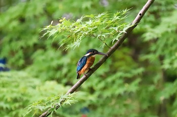 カワセミ 薬師池公園 2021年8月28日(土)