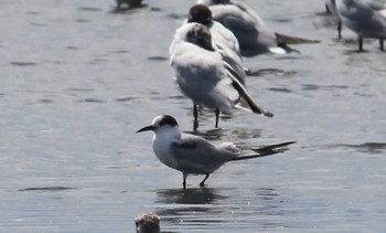 アジサシ ふなばし三番瀬海浜公園 2021年4月10日(土)