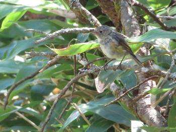 2021年8月28日(土) 藻琴山の野鳥観察記録