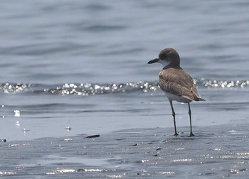 2021年8月28日(土) ふなばし三番瀬海浜公園の野鳥観察記録