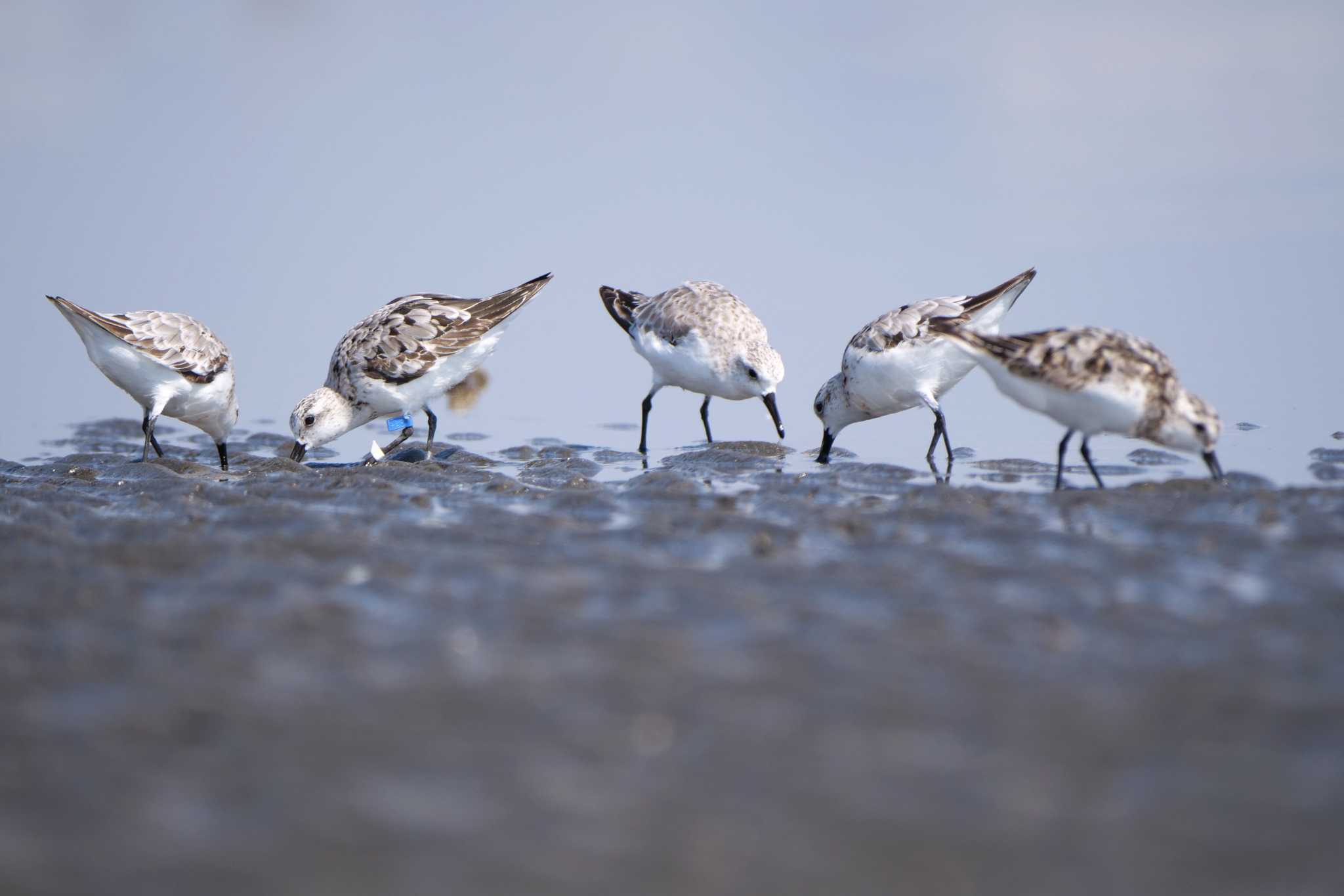 ふなばし三番瀬海浜公園 ミユビシギの写真