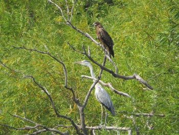 2021年8月28日(土) 茨戸川緑地の野鳥観察記録