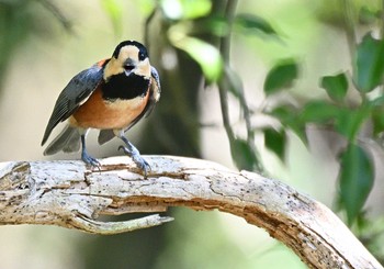 Sat, 8/28/2021 Birding report at 西湖野鳥の森公園