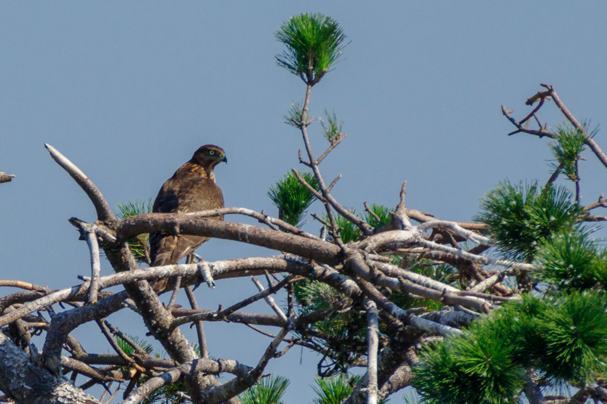 東京港野鳥公園 オオタカの写真 by Marco Birds