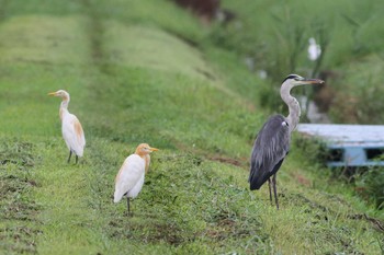 2021年8月14日(土) 五主海岸の野鳥観察記録