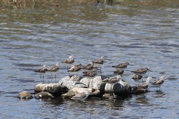 Tue, 8/10/2021 Birding report at Gonushi Coast