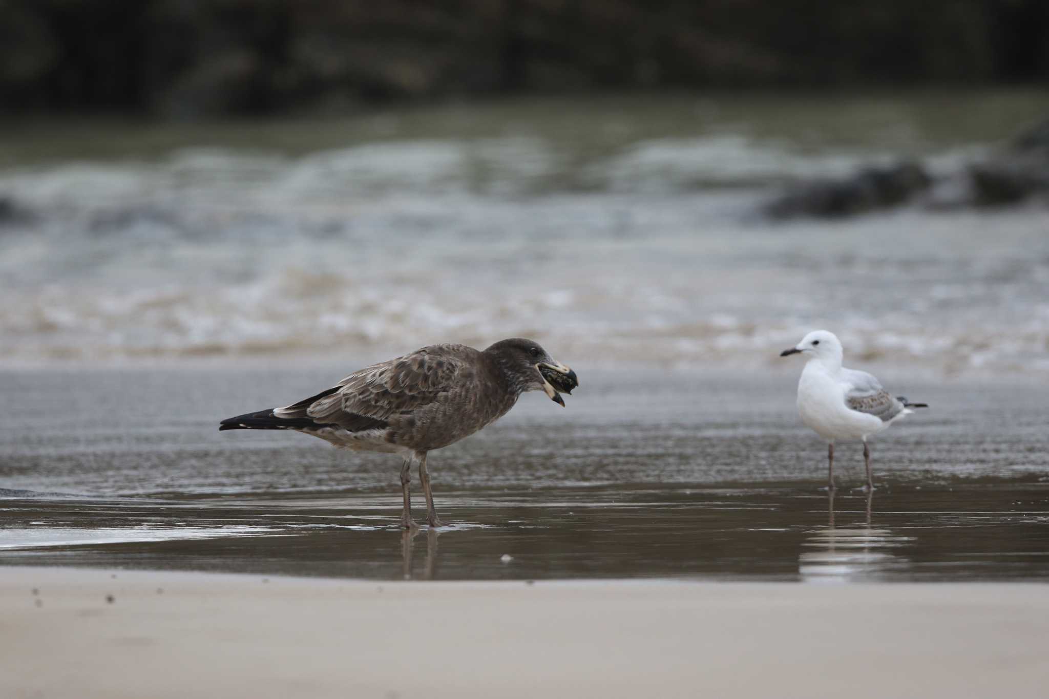 Photo of Pacific Gull at Lorne Queenscliff Coastal Reserve by Trio