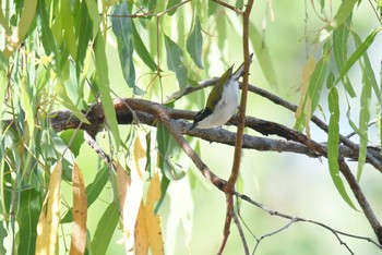 White-throated Honeyeater Lake Field National Park Sun, 10/20/2019