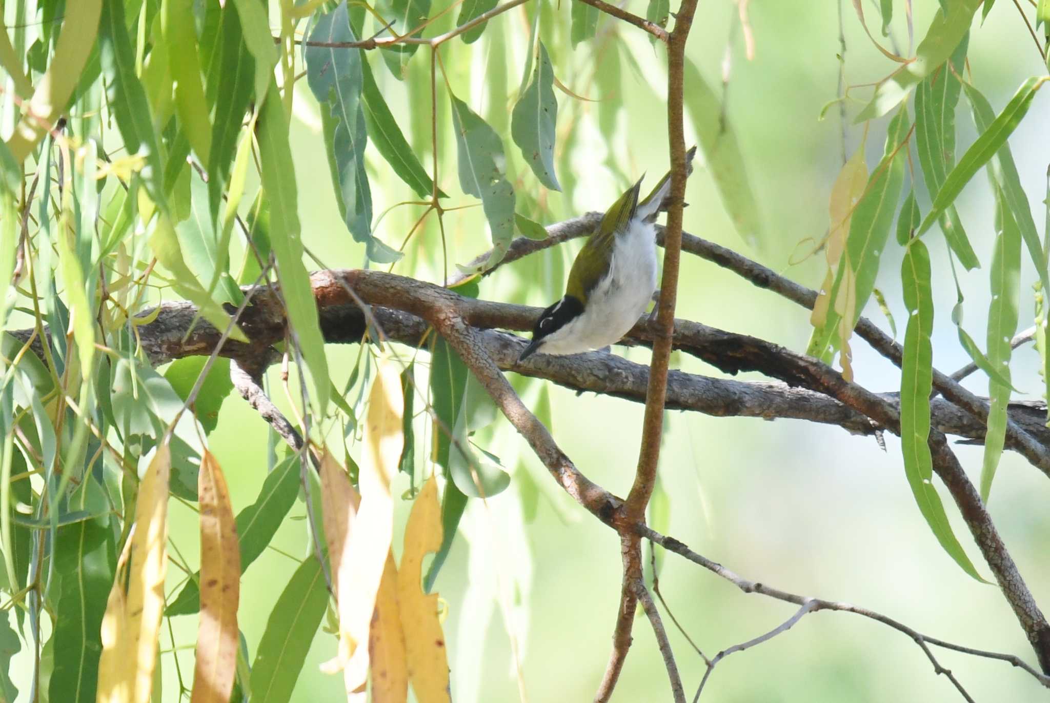 White-throated Honeyeater