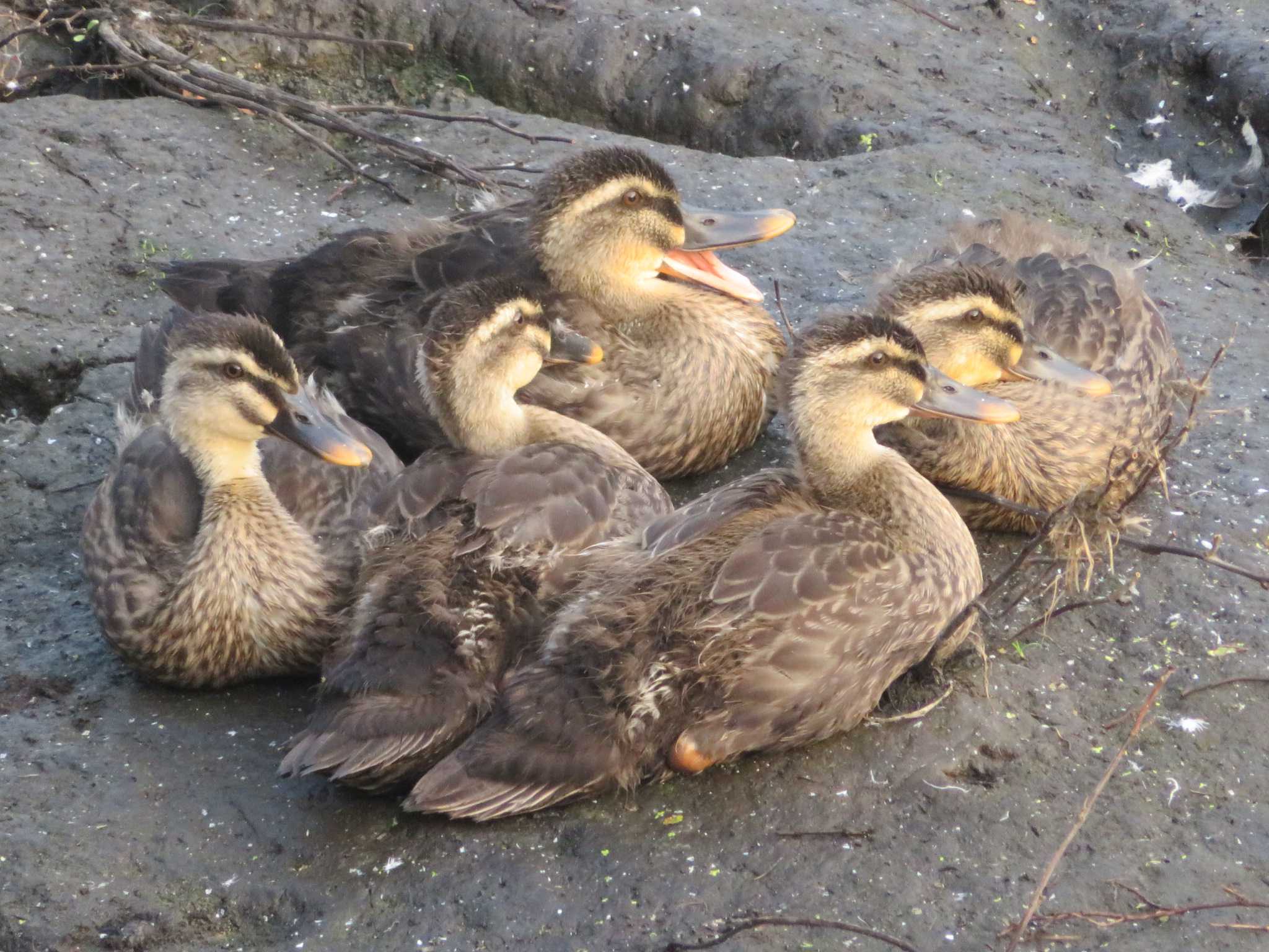 Eastern Spot-billed Duck