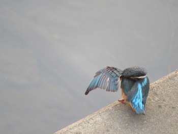 カワセミ 引地川親水公園 2021年8月28日(土)