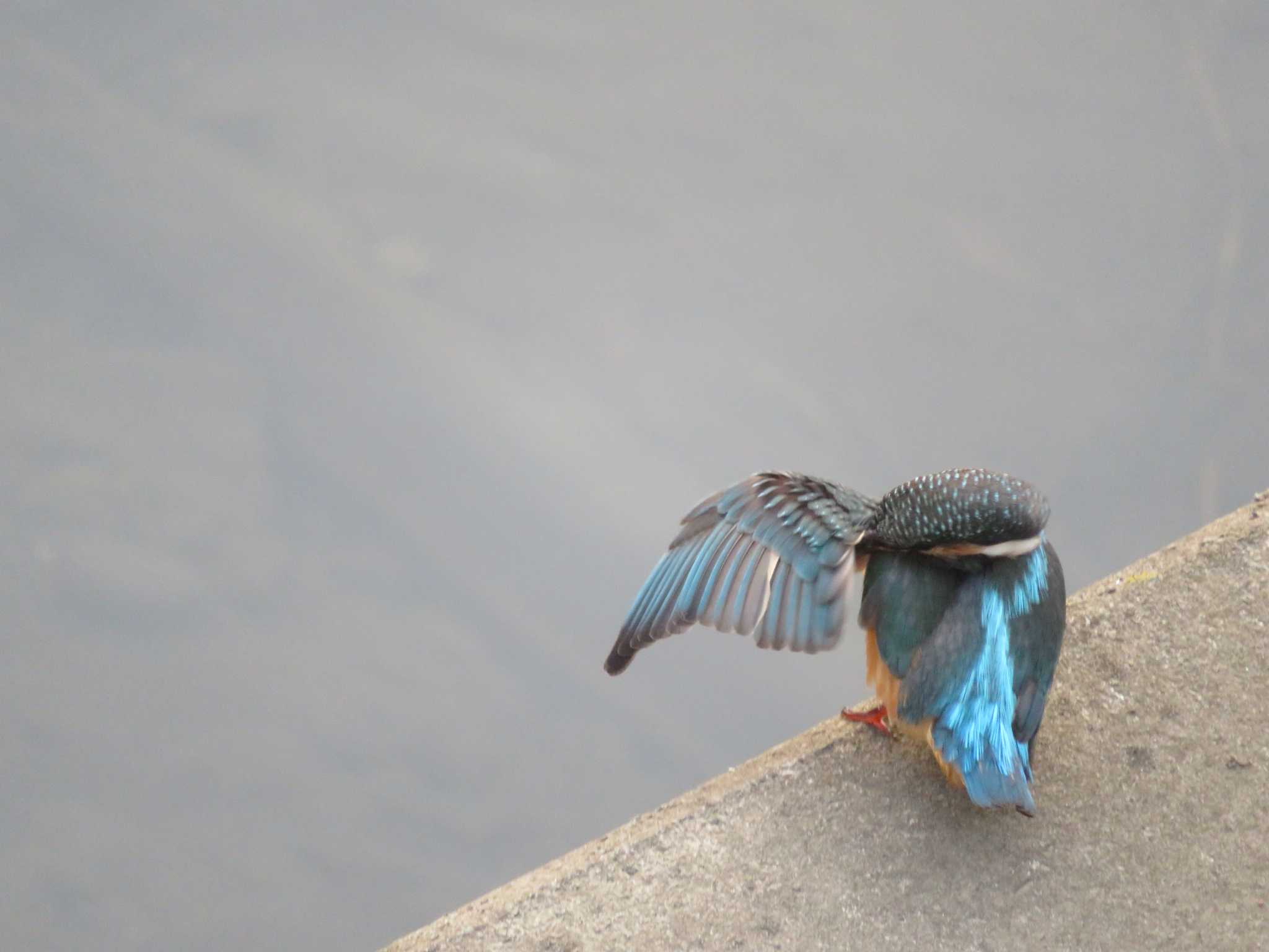 Common Kingfisher