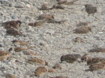 Eurasian Tree Sparrow 引地川親水公園 Sat, 8/28/2021