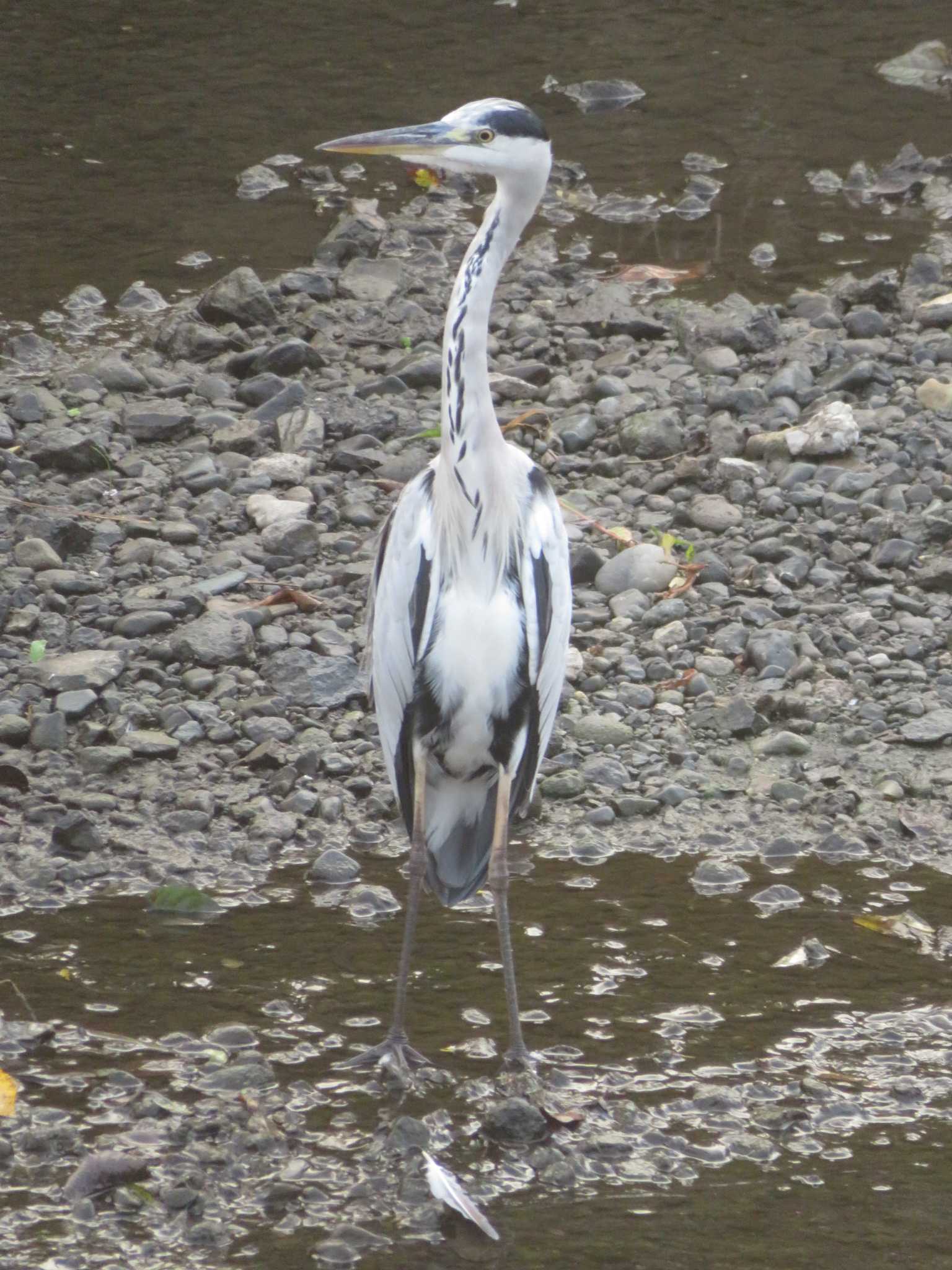 Photo of Grey Heron at 引地川親水公園 by もー