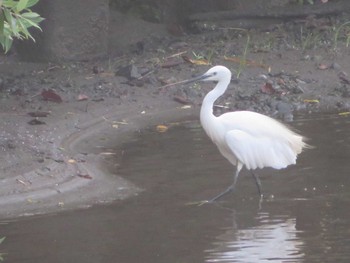 Little Egret 引地川親水公園 Sat, 8/28/2021