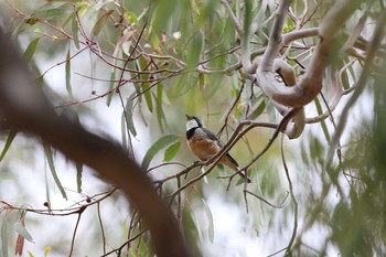 Rufous Whistler You Yang Regional Park Sun, 2/5/2017