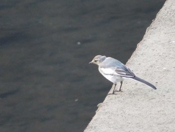 White Wagtail 引地川親水公園 Sat, 8/28/2021