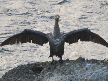 Great Cormorant 引地川親水公園 Sat, 8/28/2021