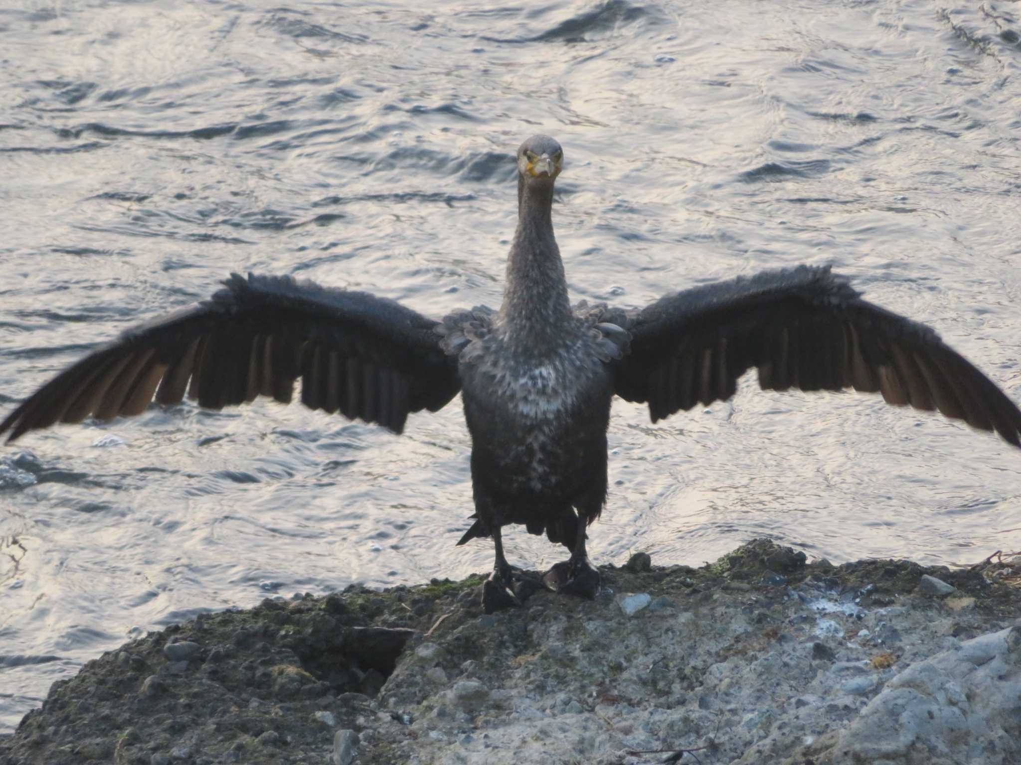 Photo of Great Cormorant at 引地川親水公園 by もー