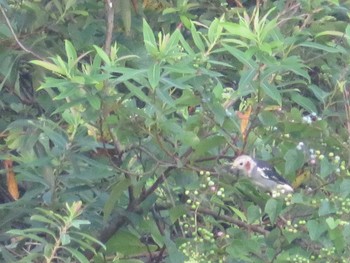 Chestnut-cheeked Starling 引地川親水公園 Sat, 8/28/2021