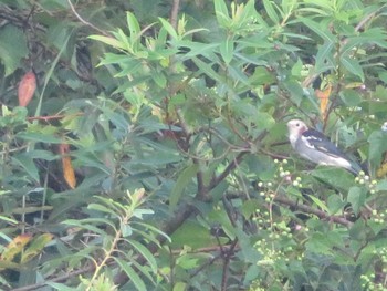 Chestnut-cheeked Starling 引地川親水公園 Sat, 8/28/2021