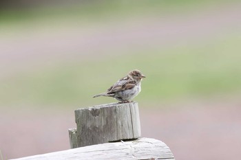 House Sparrow Unknown Spots Mon, 2/6/2017
