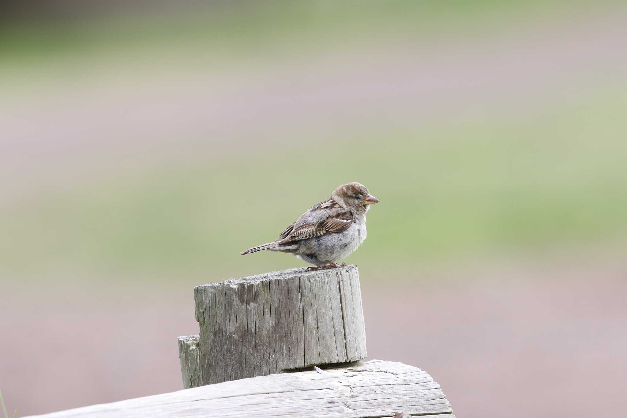 Photo of House Sparrow at  by Trio